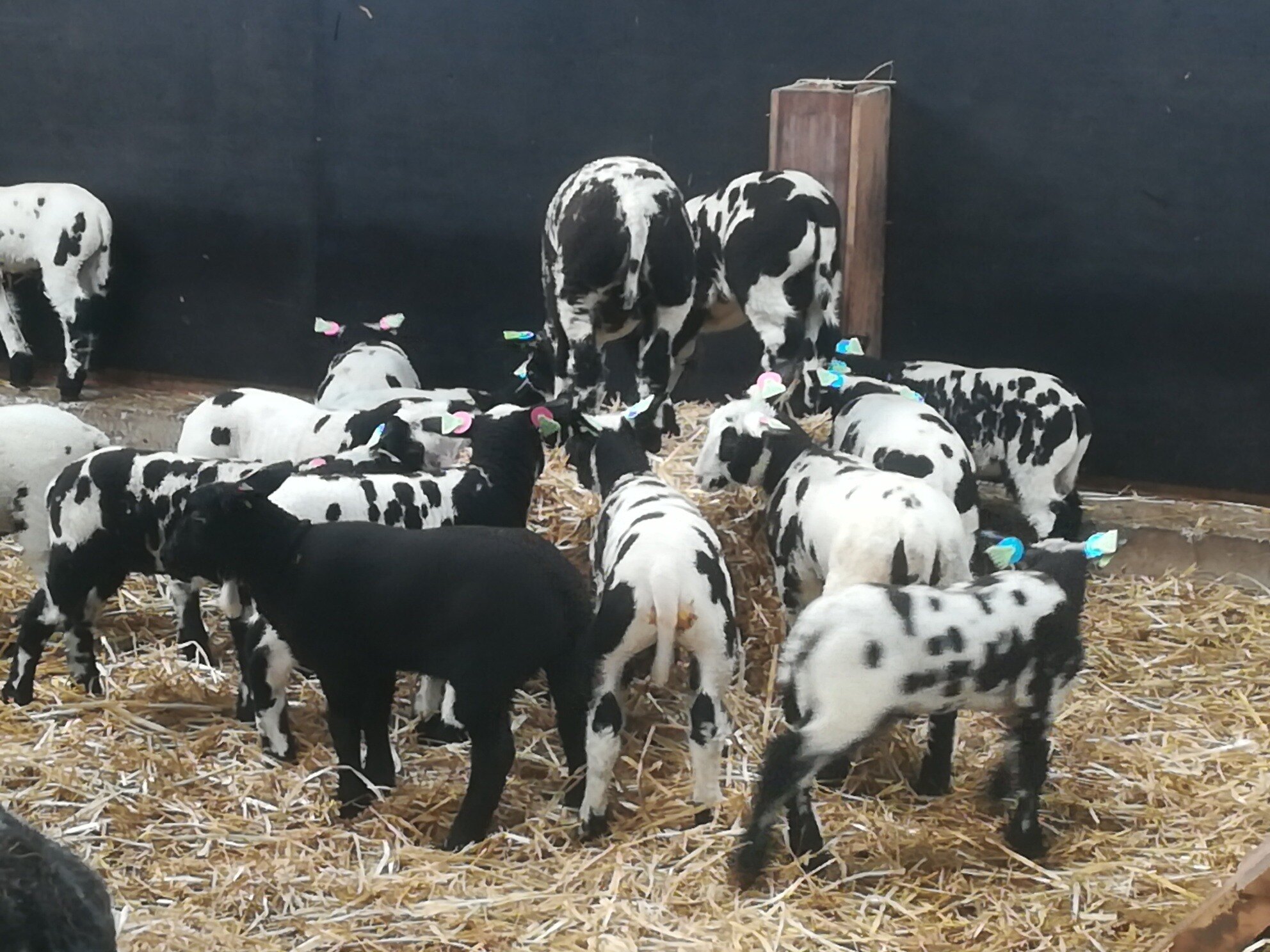 Boerderij